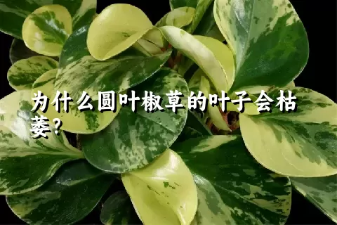 为什么圆叶椒草的叶子会枯萎？