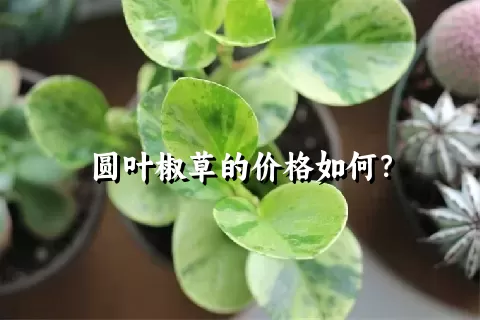 圆叶椒草的价格如何？