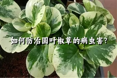 如何防治圆叶椒草的病虫害？