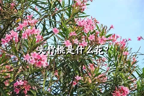 夹竹桃是什么花？