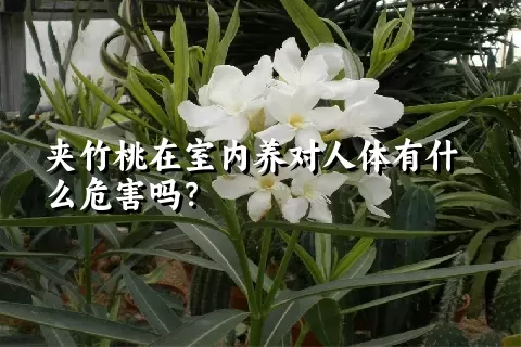 夹竹桃在室内养对人体有什么危害吗？