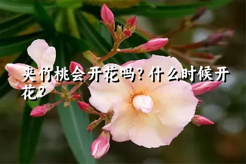 夹竹桃会开花吗？什么时候开花？