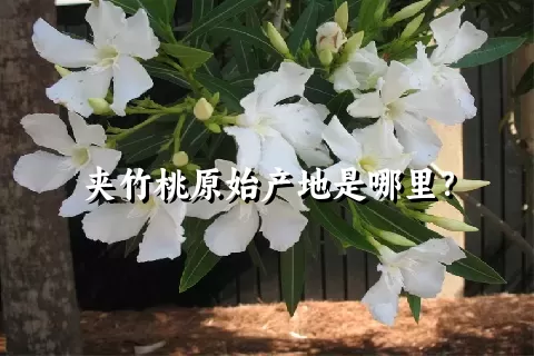 夹竹桃原始产地是哪里？