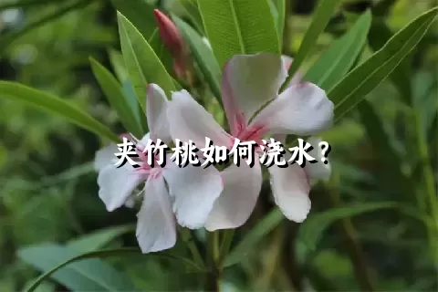 夹竹桃如何浇水？