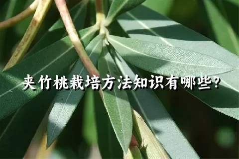 夹竹桃栽培方法知识有哪些？