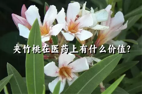 夹竹桃在医药上有什么价值？