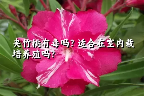 夹竹桃有毒吗？适合在室内栽培养殖吗？