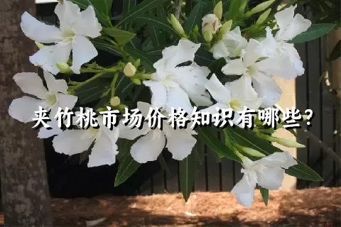 夹竹桃市场价格知识有哪些？