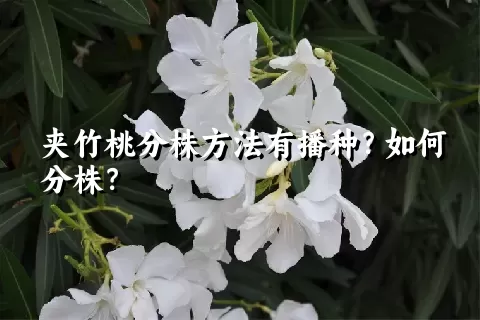 夹竹桃分株方法有播种？如何分株？