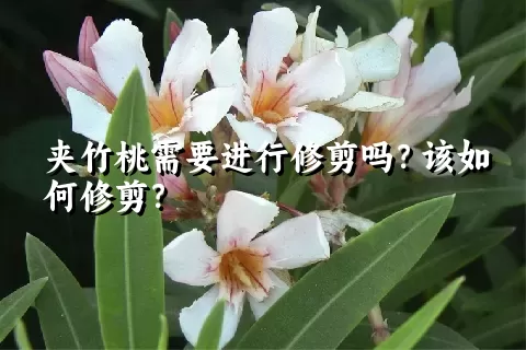 夹竹桃需要进行修剪吗？该如何修剪？