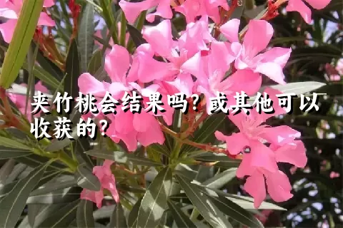 夹竹桃会结果吗？或其他可以收获的？