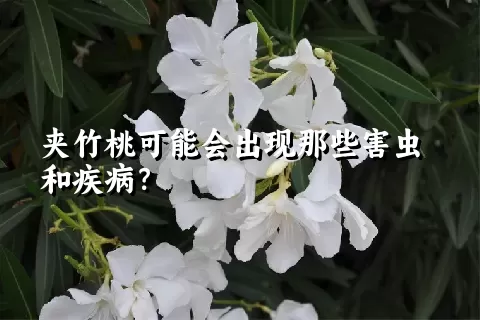 夹竹桃可能会出现那些害虫和疾病？