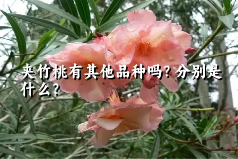 夹竹桃有其他品种吗？分别是什么？