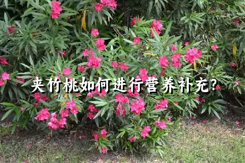 夹竹桃如何进行营养补充？