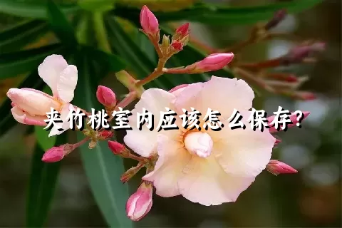 夹竹桃室内应该怎么保存？