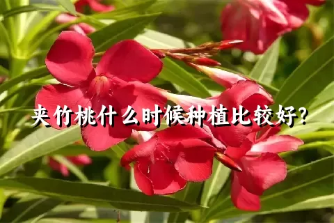 夹竹桃什么时候种植比较好？