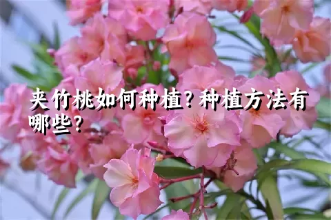 夹竹桃如何种植？种植方法有哪些？