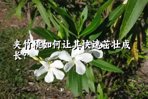 夹竹桃如何让其快速茁壮成长？