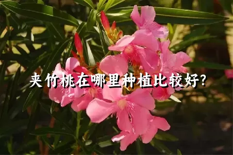 夹竹桃在哪里种植比较好？