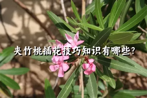 夹竹桃插花技巧知识有哪些？