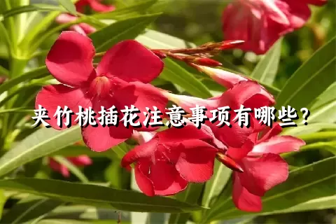 夹竹桃插花注意事项有哪些？