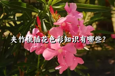 夹竹桃插花色彩知识有哪些？