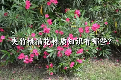 夹竹桃插花材质知识有哪些？