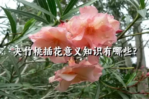 夹竹桃插花意义知识有哪些？