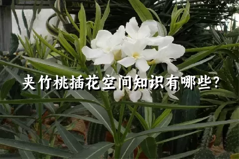 夹竹桃插花空间知识有哪些？