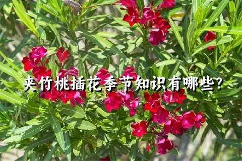 夹竹桃插花季节知识有哪些？