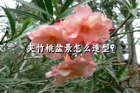 夹竹桃盆景怎么造型？