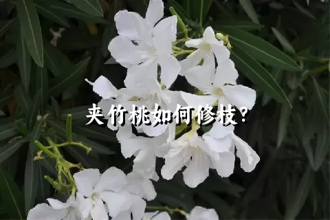 夹竹桃如何修枝？