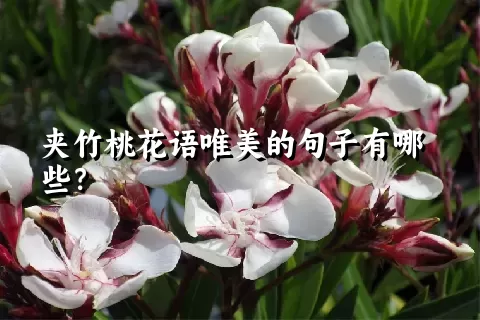 夹竹桃花语唯美的句子有哪些？