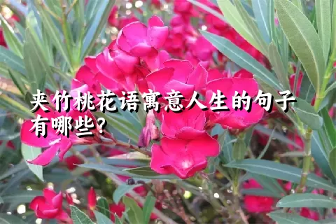 夹竹桃花语寓意人生的句子有哪些？