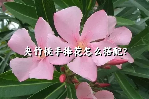 夹竹桃手捧花怎么搭配？