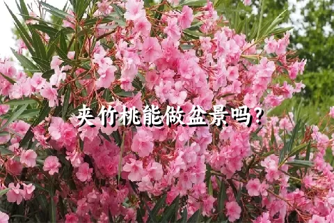 夹竹桃能做盆景吗？