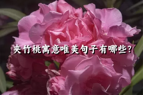 夹竹桃寓意唯美句子有哪些？