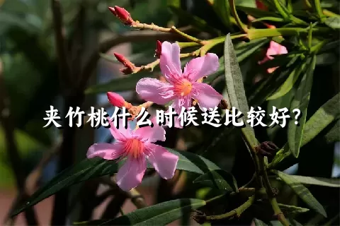 夹竹桃什么时候送比较好？