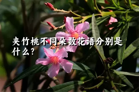 夹竹桃不同朵数花语分别是什么？