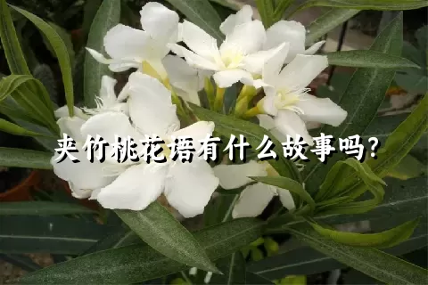 夹竹桃花语有什么故事吗？