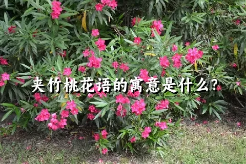 夹竹桃花语的寓意是什么？