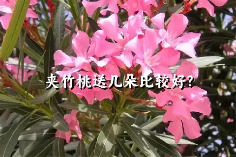 夹竹桃送几朵比较好？