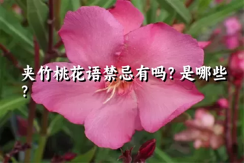 夹竹桃花语禁忌有吗？是哪些？