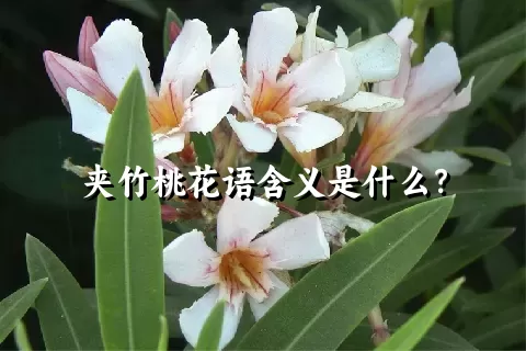 夹竹桃花语含义是什么？