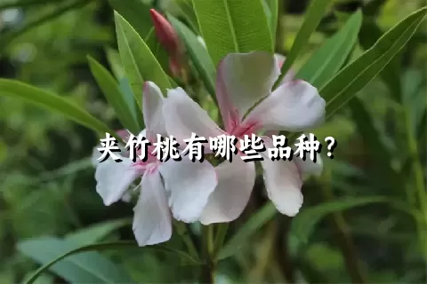 夹竹桃有哪些品种？