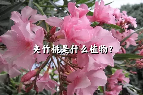 夹竹桃是什么植物？