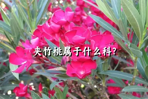 夹竹桃属于什么科？