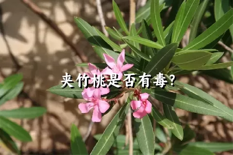 夹竹桃是否有毒？