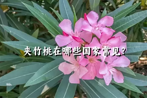 夹竹桃在哪些国家常见？