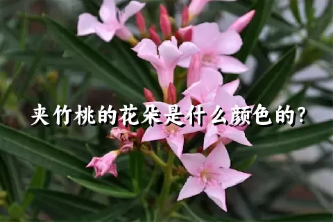 夹竹桃的花朵是什么颜色的？